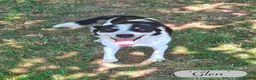 Mixed Breed dogs for adoption: Glen, 5 yrs approx. Reserved STC. - Advert 3