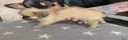 Chihuahua dogs for sale: beautiful mate chihuahua pup in Ripon - Advert 3