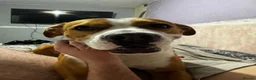 Mixed Breed dogs for sale: Staff-XL in Swanley - Advert 6