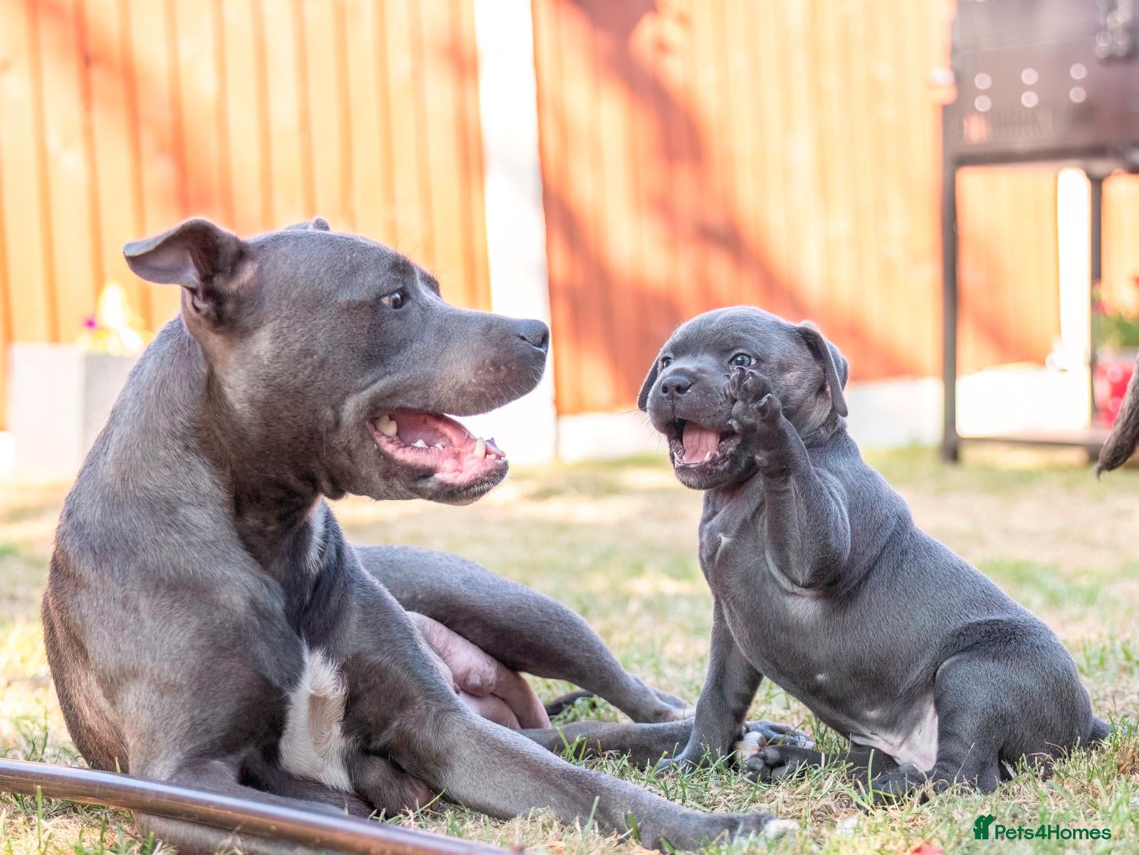 Staffordshire Bull Terrier dogs 7 weeks old today - Advert 13
