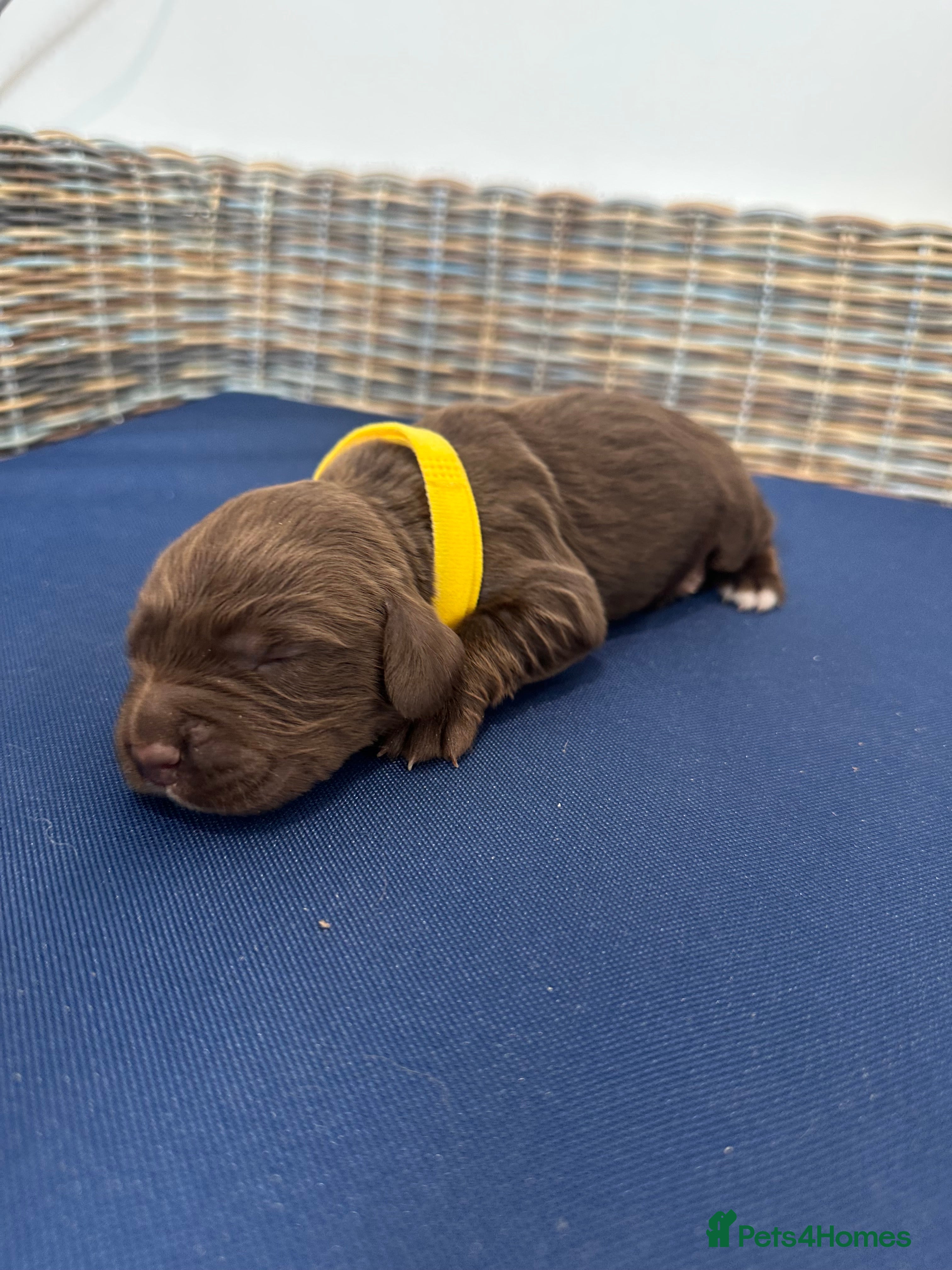 Sprocker dogs Fully Health Tested F1 Sprocker Spaniel Puppies - Advert 2