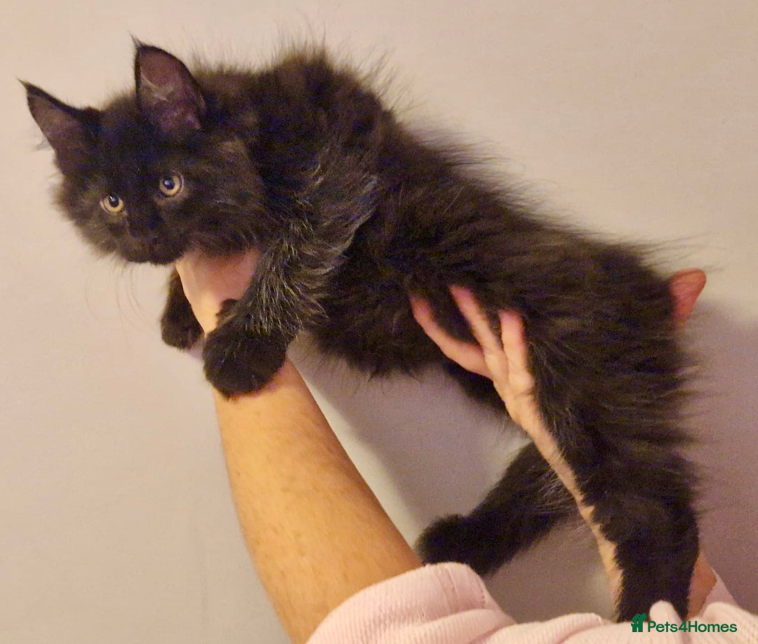 Maine Coon cats for sale: 🌟Ready to leave 4 XL Maine Coons active available - Image 22