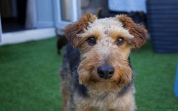 Welsh Terrier dogs for adoption: Sweet Evie looking for LOVE - Image 1