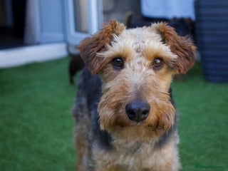 Welsh Terrier dogs Sweet Evie looking for LOVE - Advert 1