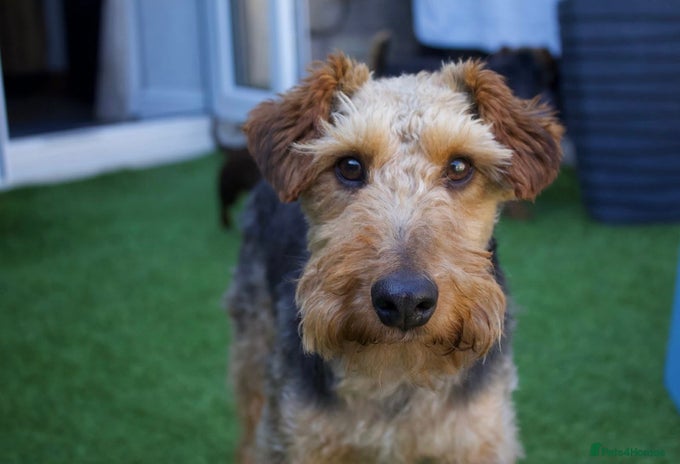 Welsh Terrier dogs Sweet Evie looking for LOVE - Advert 1