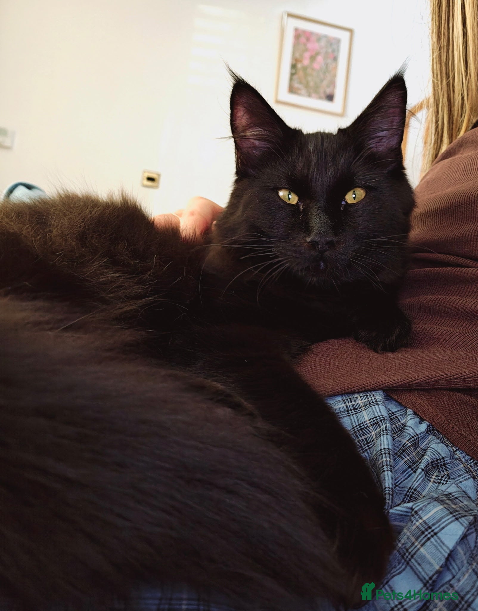 Maine Coon cats Maine coon kitten  - Advert 10