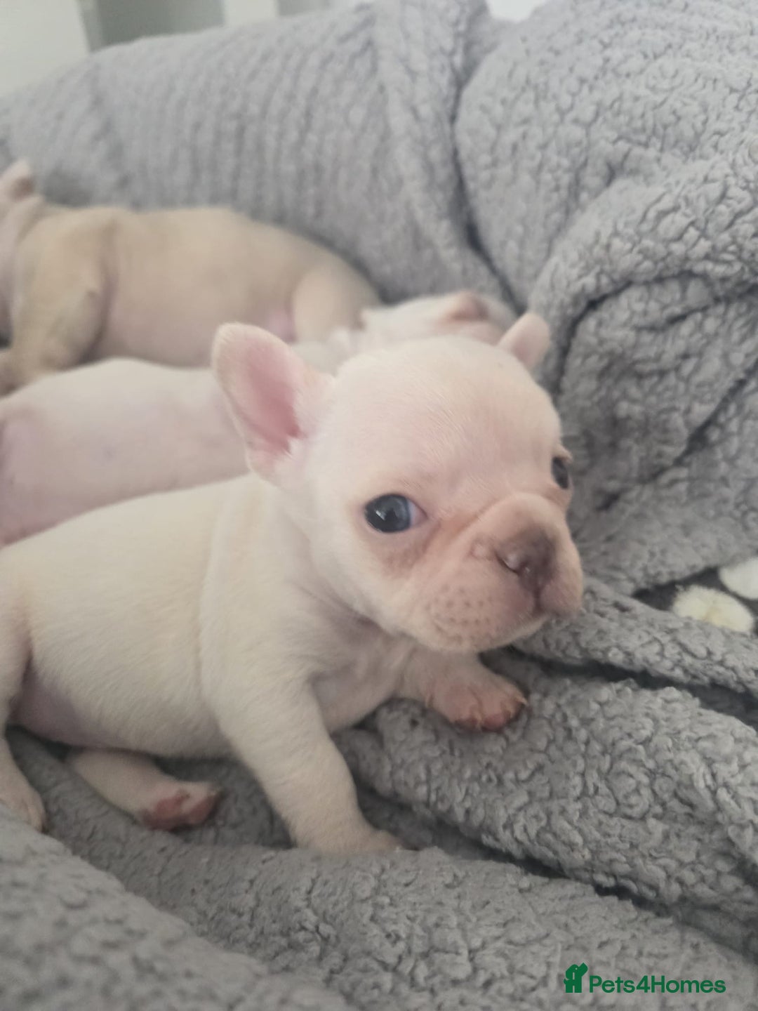 French Bulldog dogs for sale: Cream girl and cream boy available  - Advert 5