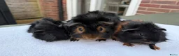Guinea Pig rodents for sale: Male trio in Fleet - Advert 3