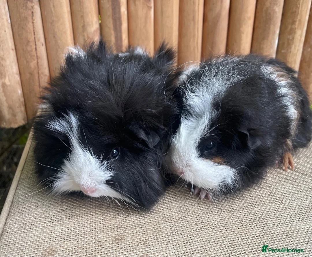 Guinea Pig rodents for sale: Baby sows - Advert 2