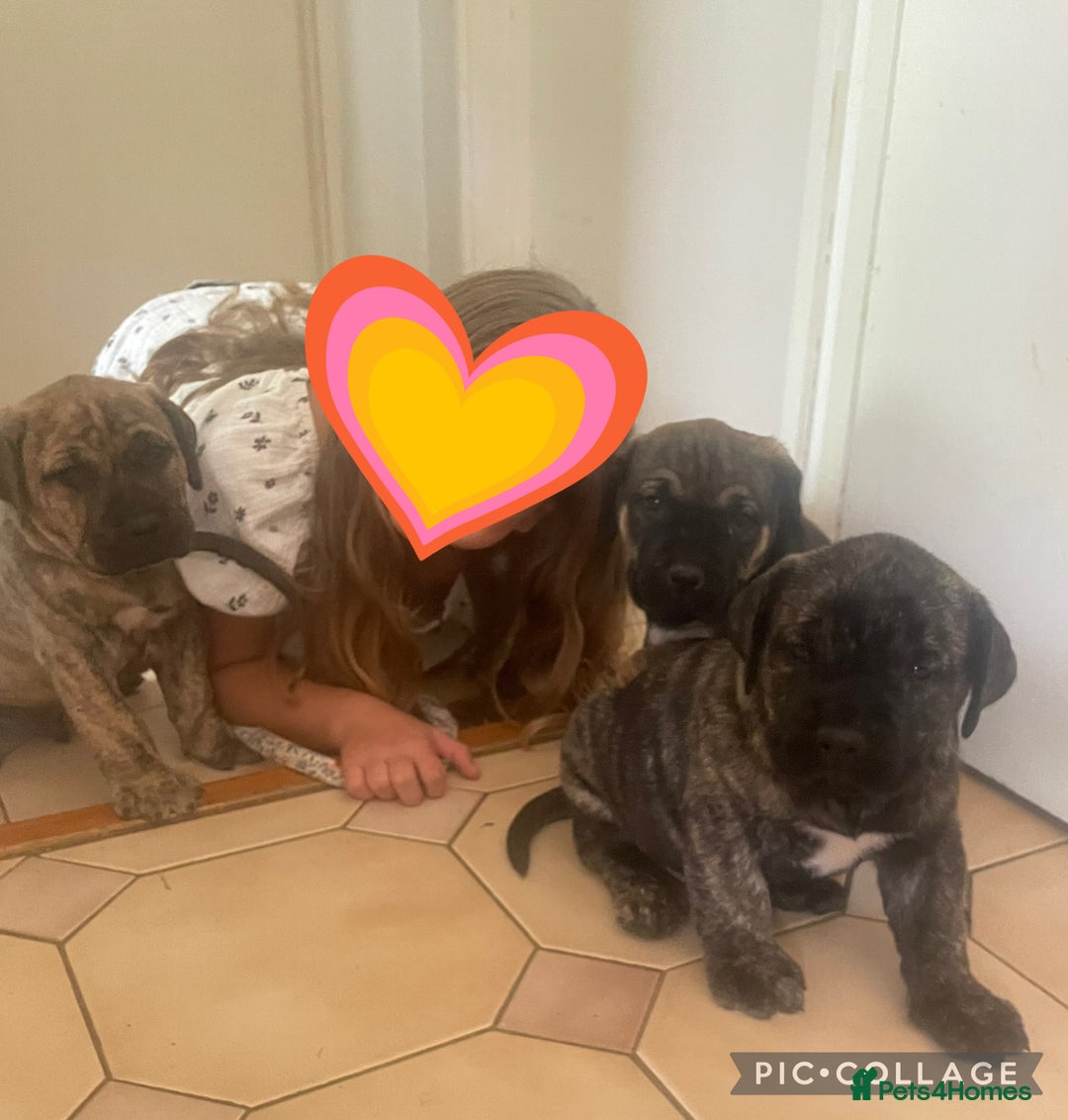 Boerboel dogs for sale: Boerboel puppies - Image 6