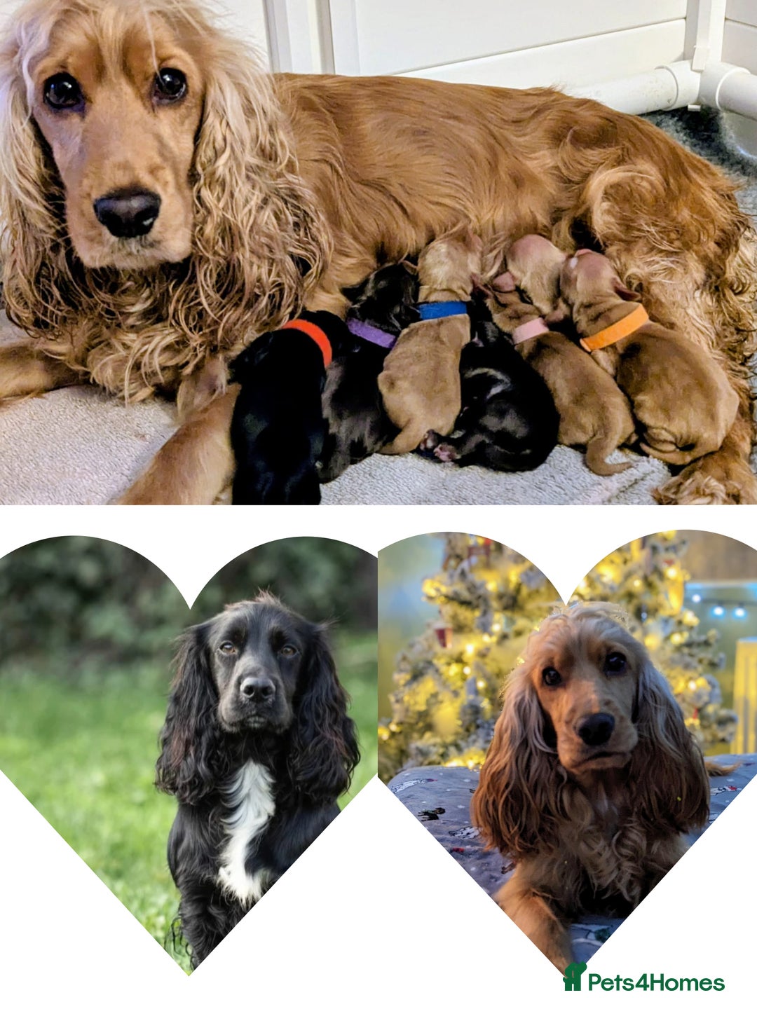 Cocker Spaniel dogs for sale: KC Registered Cocker Spaniel Puppies in Canterbury - Image 22