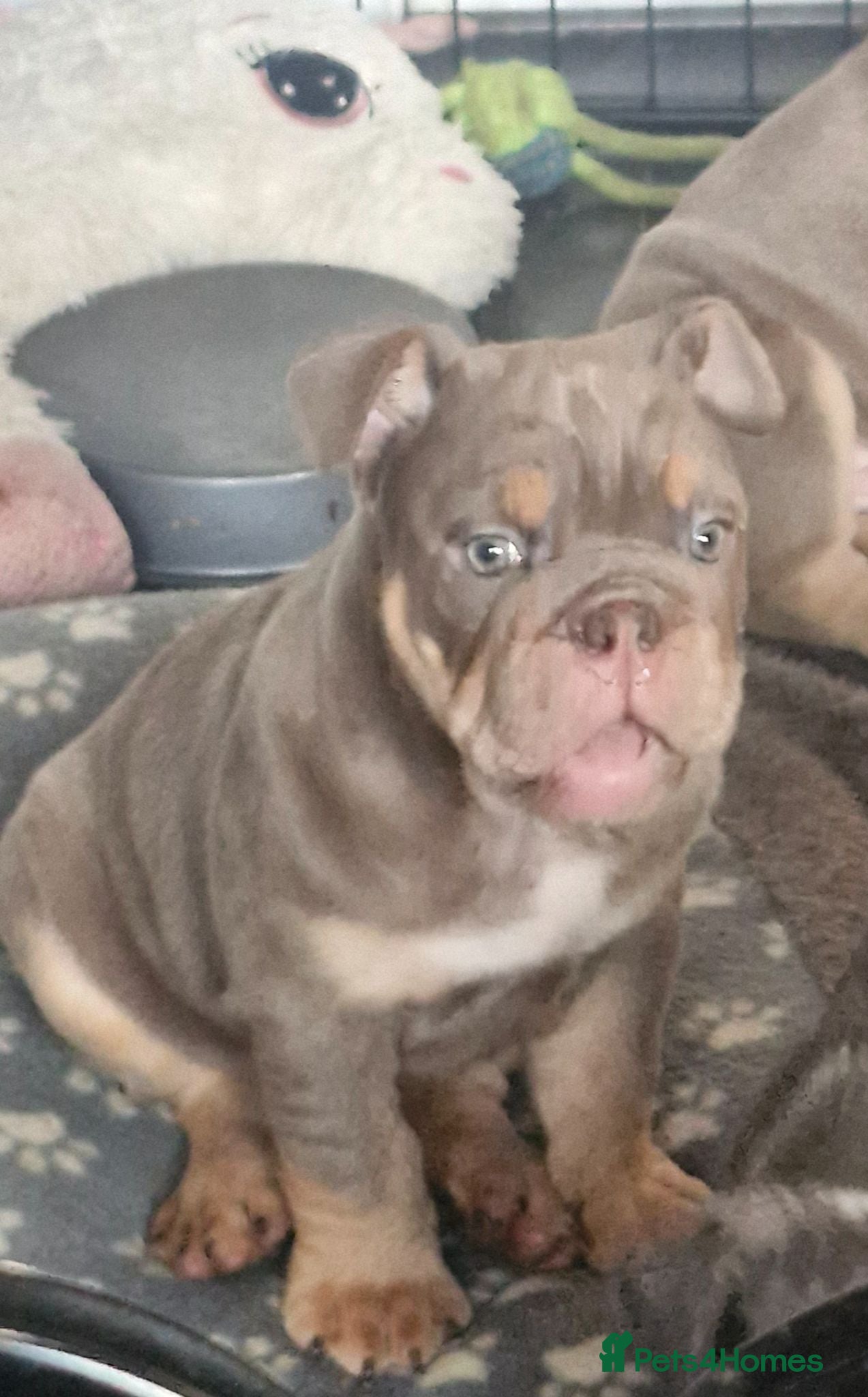 English Bulldog dogs KC REGISTERED BLUE TRI ENGLISH BULLDOGS FOR SALE - Advert 1