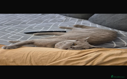 British Shorthair cats for sale: British Shorthair kitten lilac  - Image 2