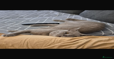 British Shorthair cats - Advert 3