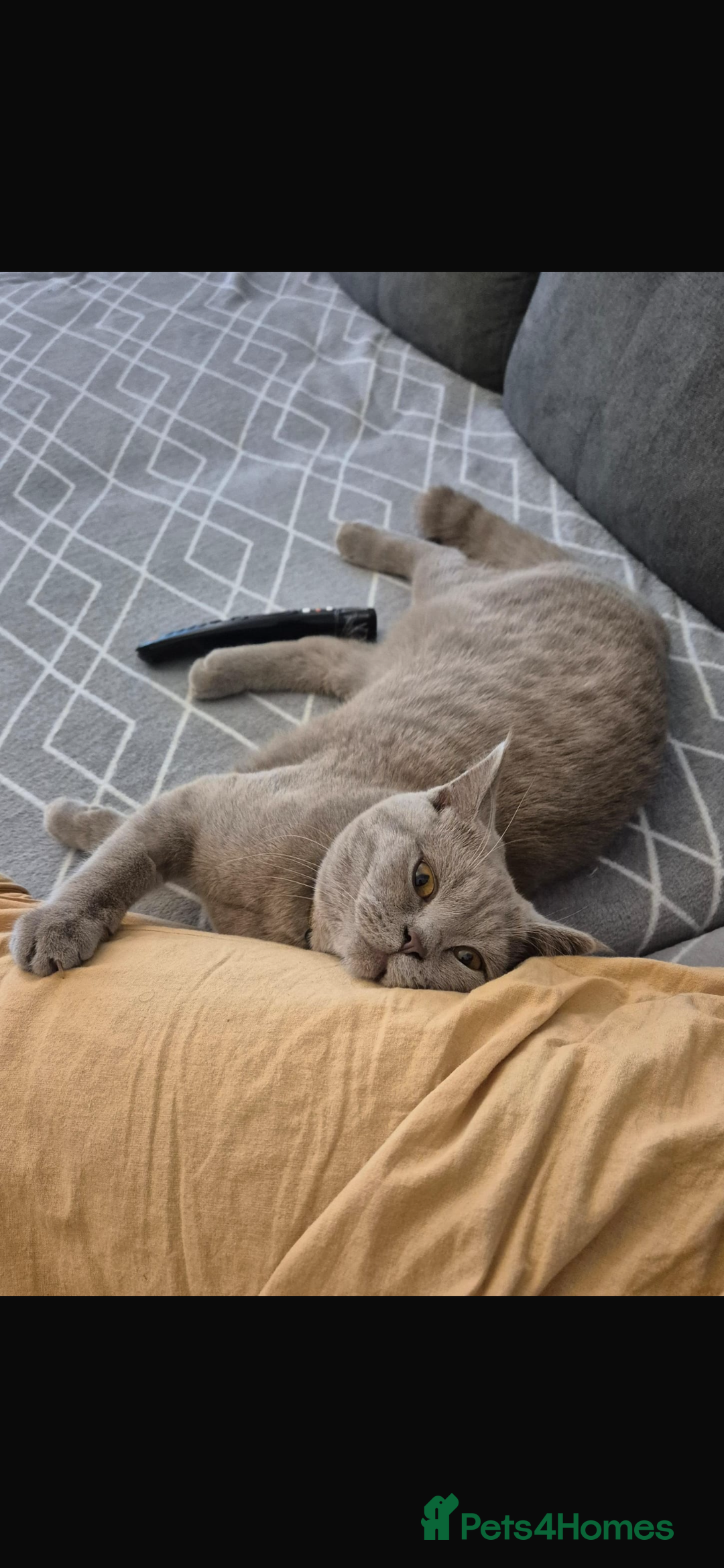British Shorthair cats for sale: British Shorthair kitten lilac  - Image 2