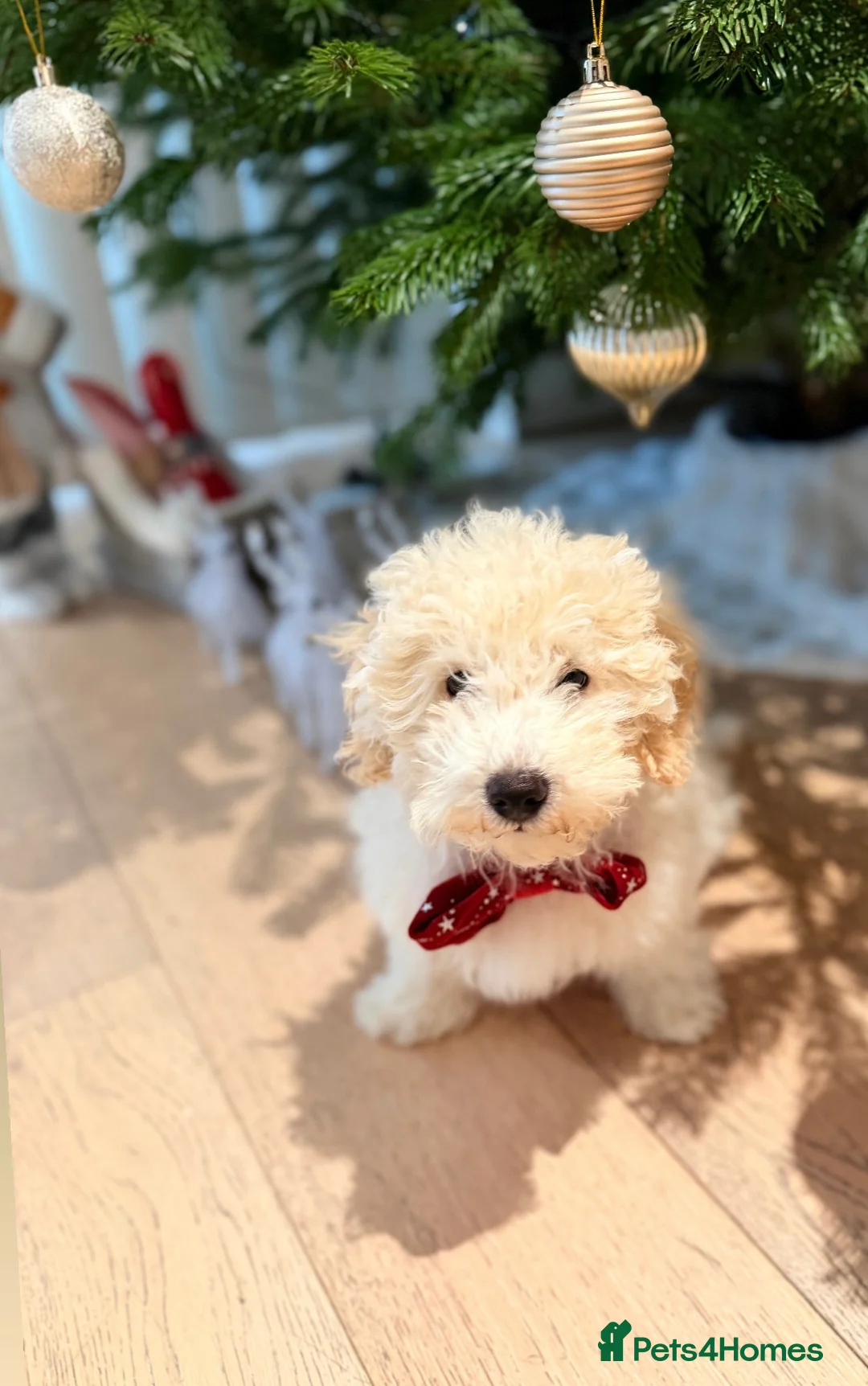 Maltipoo dogs for sale: 5‑Month‑Old Maltipooo Looking for a Loving Home - Advert 11