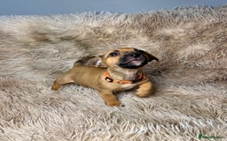 Jack Russell dogs for sale: Much Wenlock Mix Miniature Jack Russell Puppies - Image 12