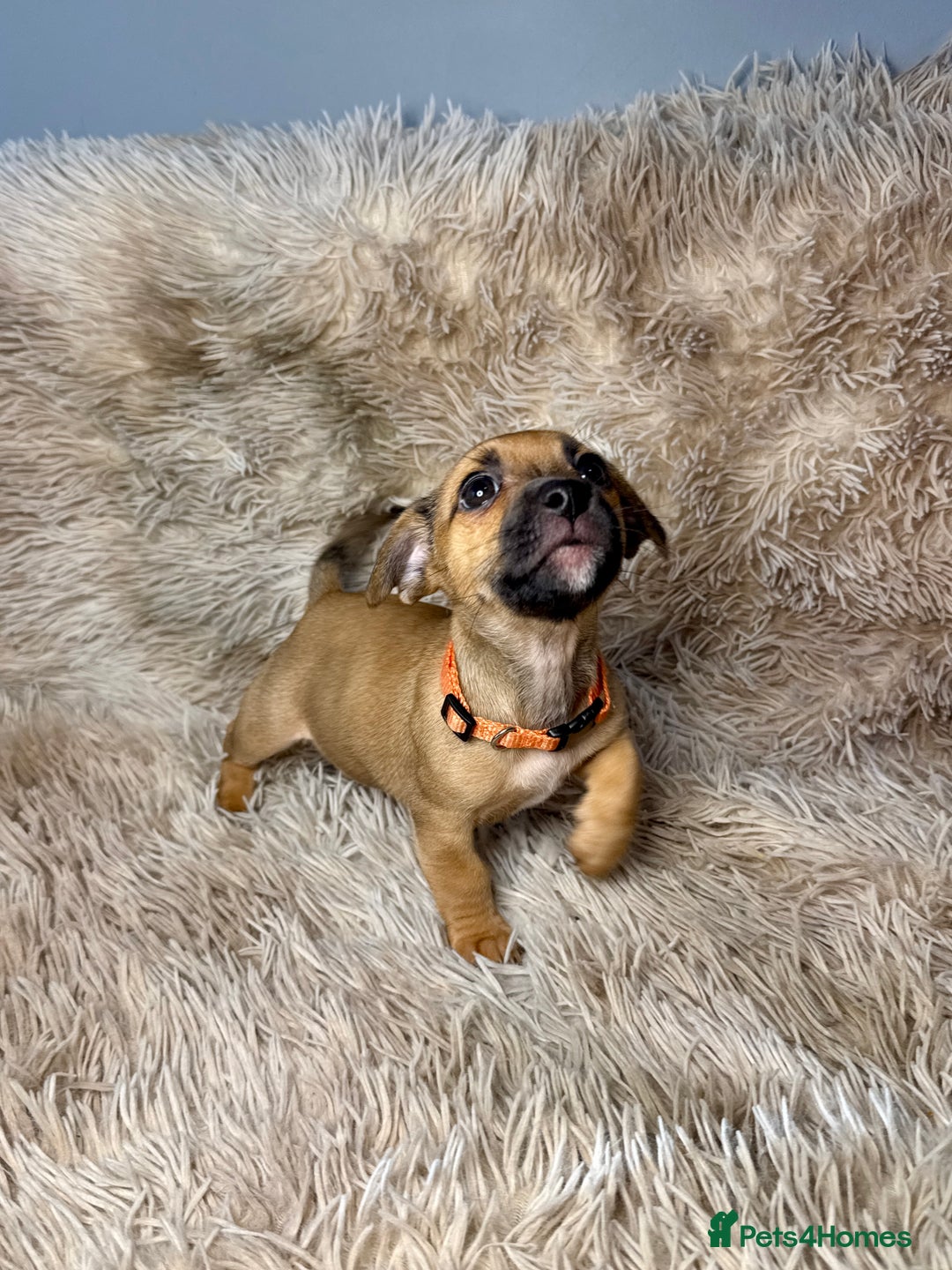 Jack Russell dogs for sale: Much Wenlock Mix Miniature Jack Russell Puppies - Image 12