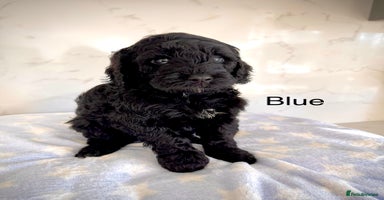 Cockapoo dogs - Advert 4