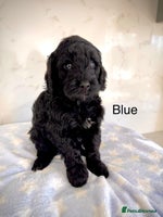 Cockapoo dogs - Advert 4