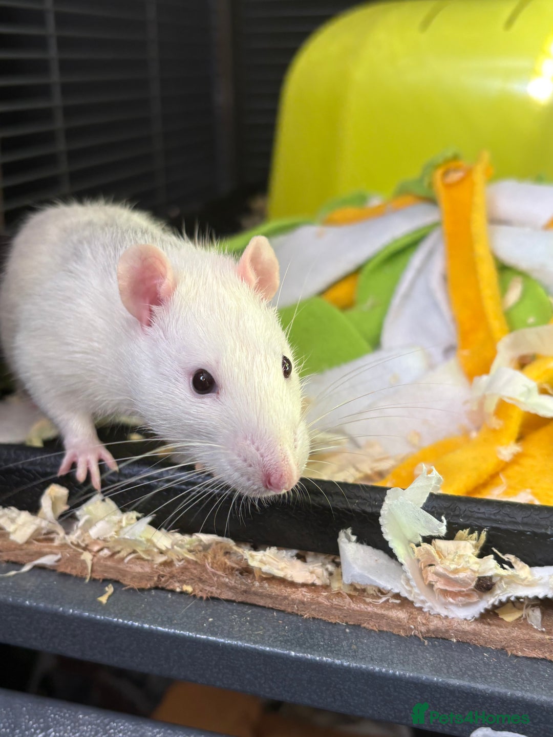 Rat rodents for sale: X2 male Rats  - Image 6