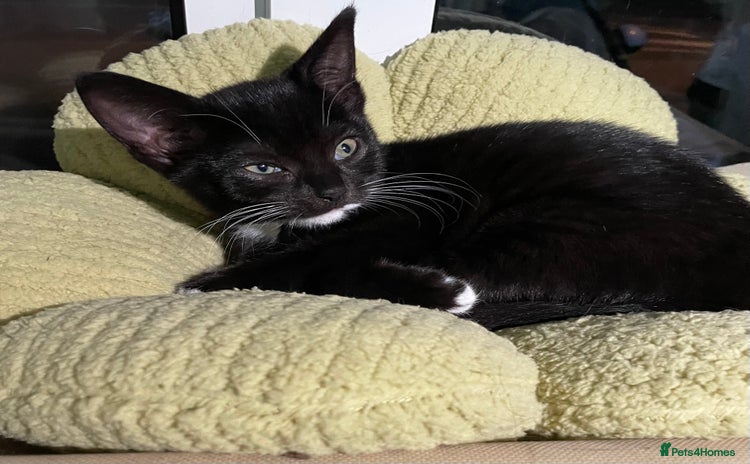 Mixed Breed cats - Advert 10