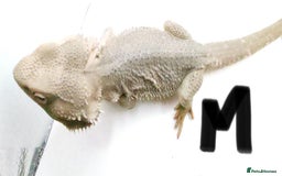 Bearded Dragon reptiles for sale: Hypo Het Zero Het Trans Bearded Dragons  - Image 8