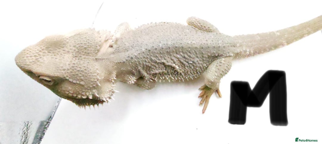 Bearded Dragon reptiles for sale: Hypo Het Zero Het Trans Bearded Dragons  - Image 8