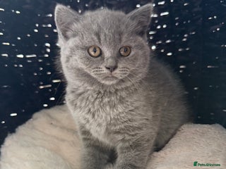 Scottish Fold cats LAST Scottish straight girl left - Advert 5