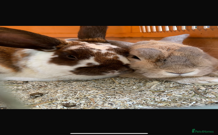 English Lop rabbits - Advert 12
