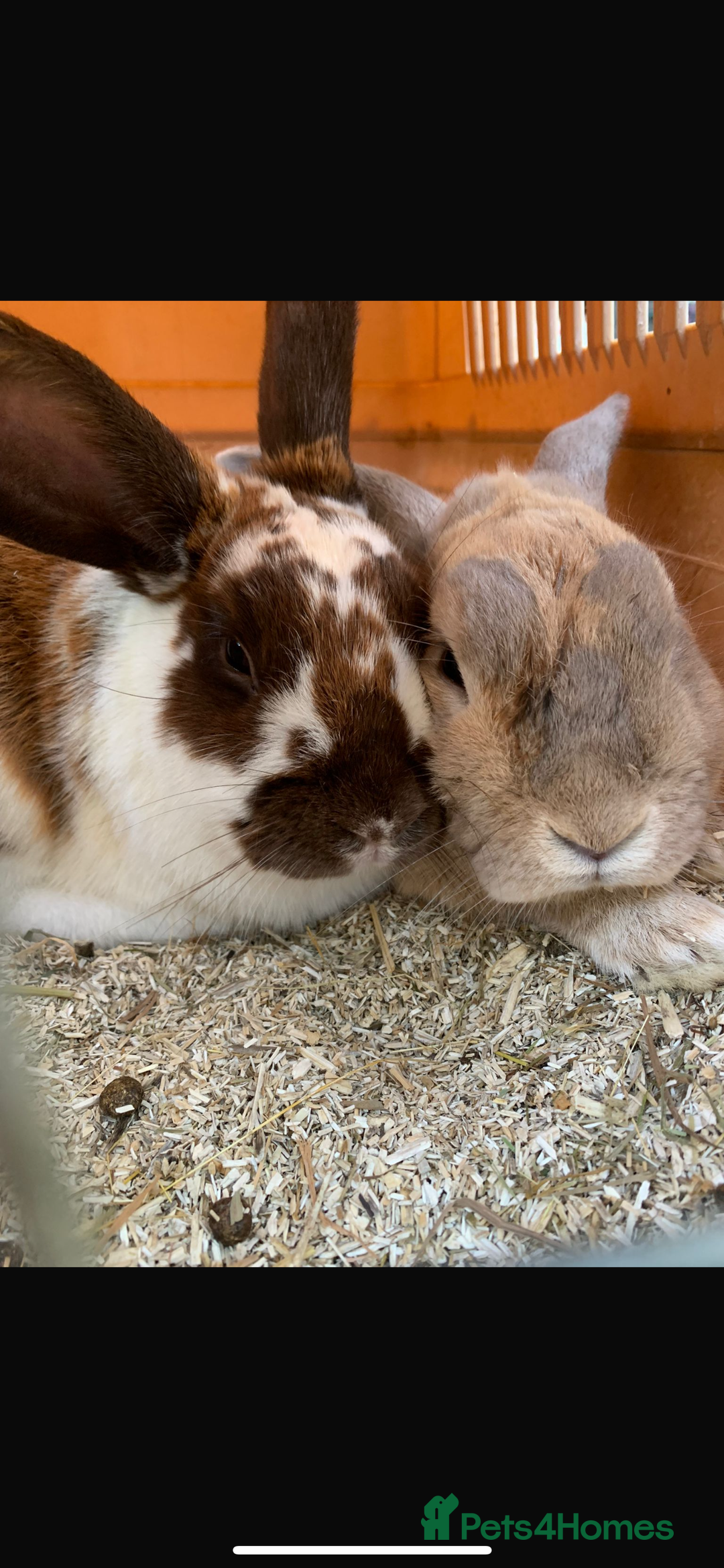 English Lop rabbits for sale: Rabbits  - Image 1