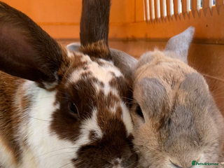 English Lop rabbits - Advert 4
