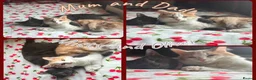 Mixed Breed cats for sale: two beautiful little babies!! - Advert 12