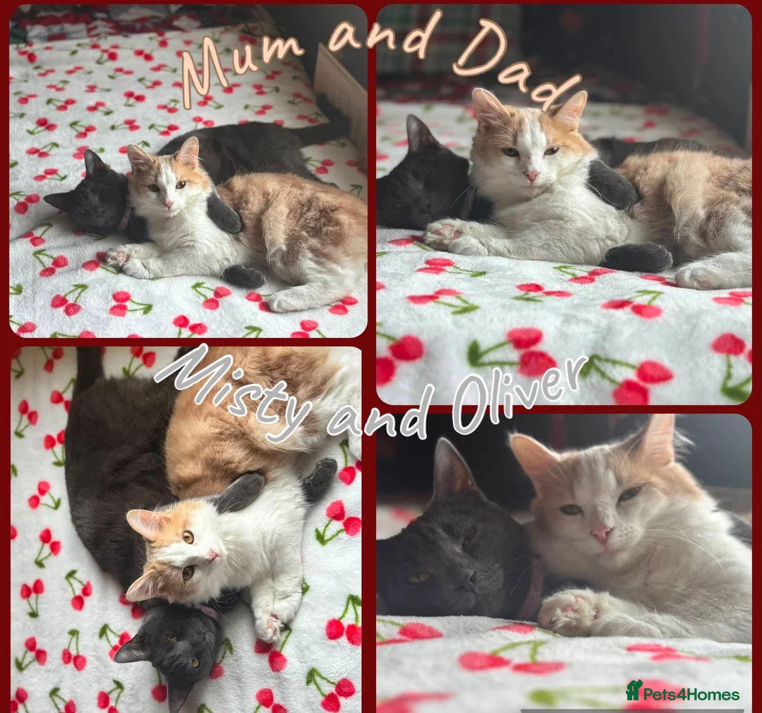 Mixed Breed cats for sale: two beautiful little babies!! - Advert 12