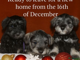 Miniature Schnauzer dogs Charming Mini Schnauzers with KC registration - Advert 4