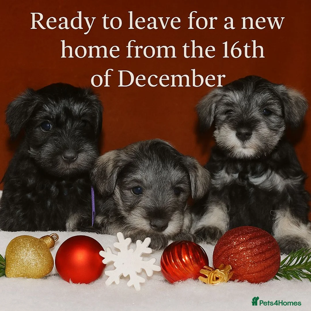 Miniature Schnauzer dogs for sale: Charming Mini Schnauzers with KC registration - Advert 31