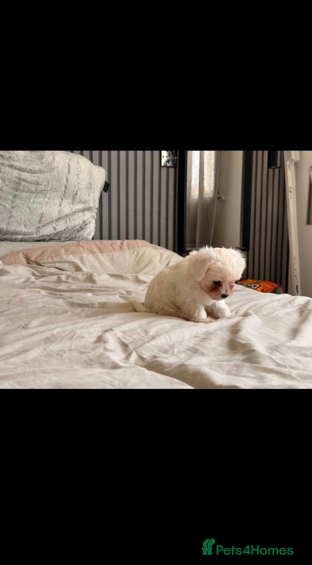 Bichon Frise dogs for sale: Bichon Maltese  - Advert 2