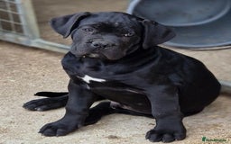Cane Corso dogs for sale: Just one boy remaining  - Image 6