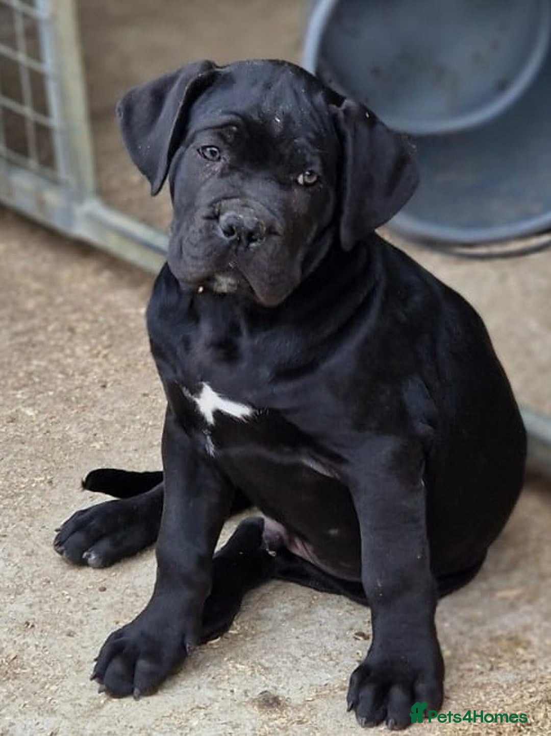 Cane Corso dogs for sale: Just one boy remaining  - Image 6