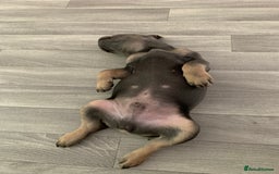 French Bulldog dogs for sale: sociable chunky pups - Image 1