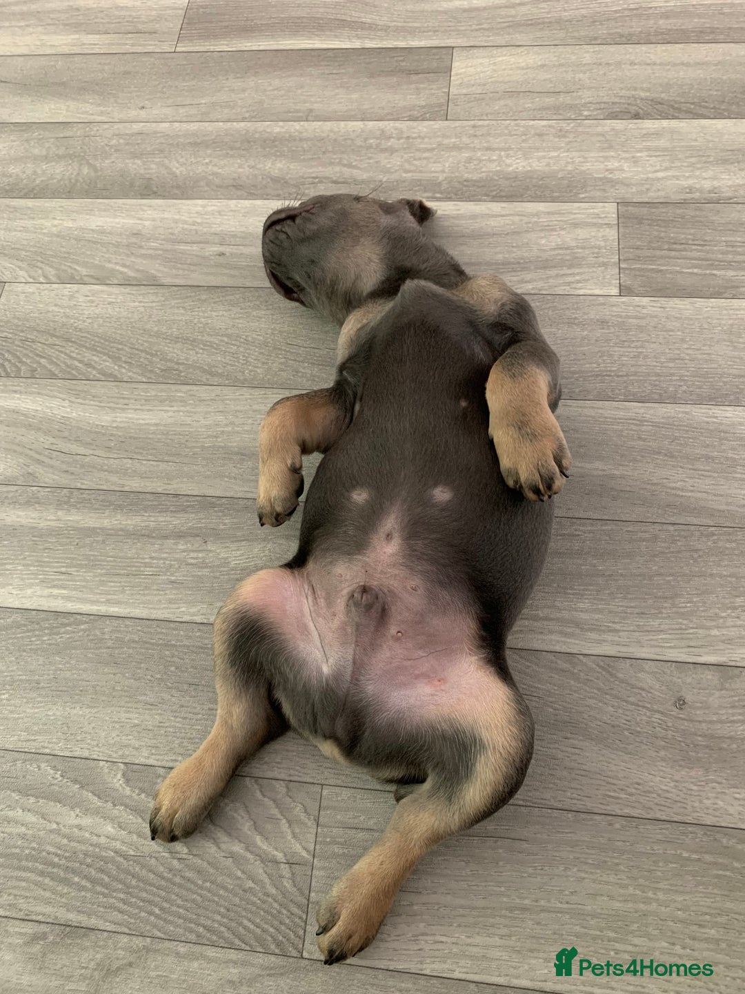 French Bulldog dogs for sale: sociable chunky pups - Image 1