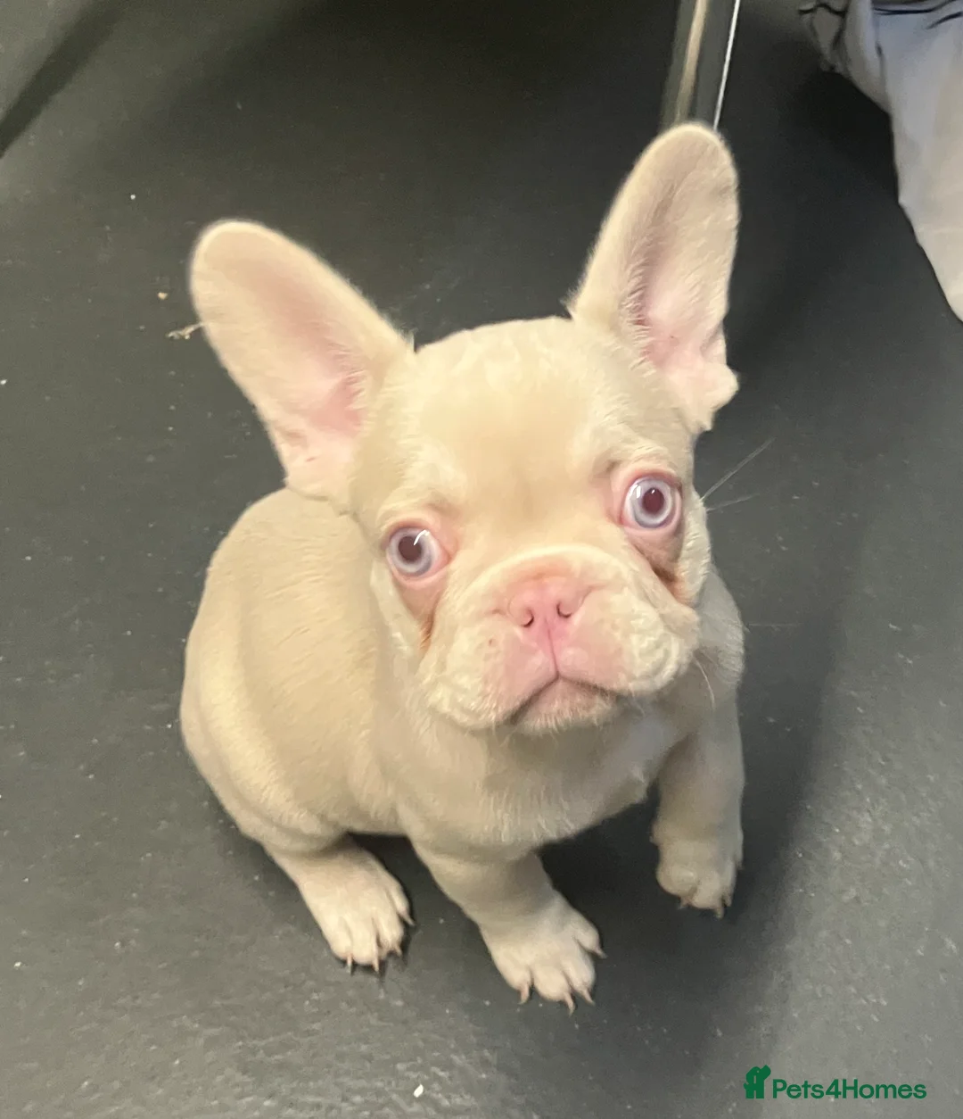 French Bulldog dogs for sale: Last two beautiful Pink Frenchie’s - Advert 15
