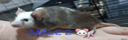Mouse rodents for sale: MALE & Female FANCY MICE 🐁🐾 - Advert 3