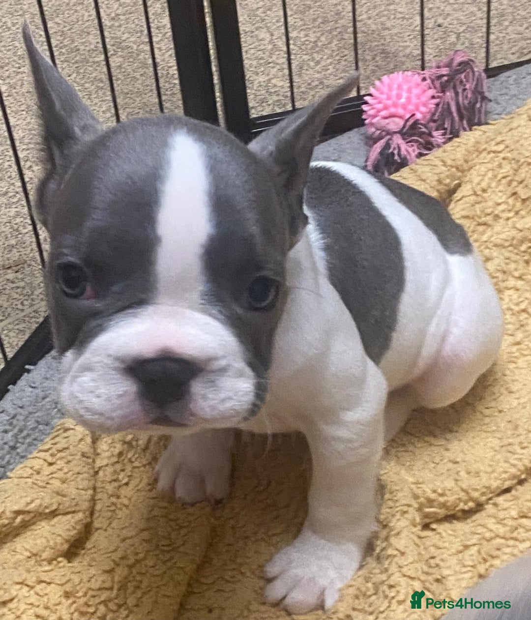 French Bulldog dogs for sale: REDUCED last 3 females don’t miss out great price - Image 4
