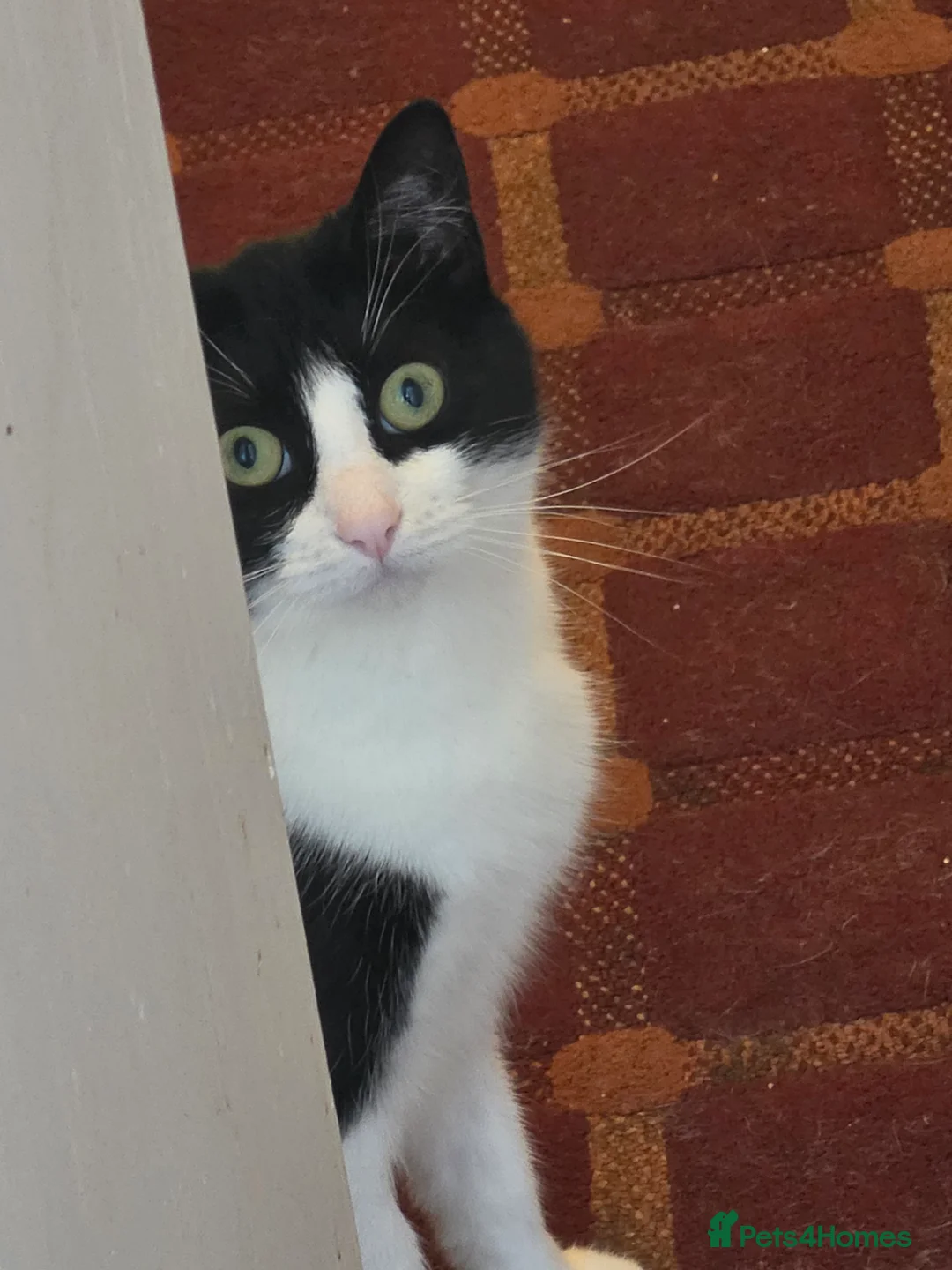 Domestic Shorthair cats for sale: Lovely Cat - Advert 2