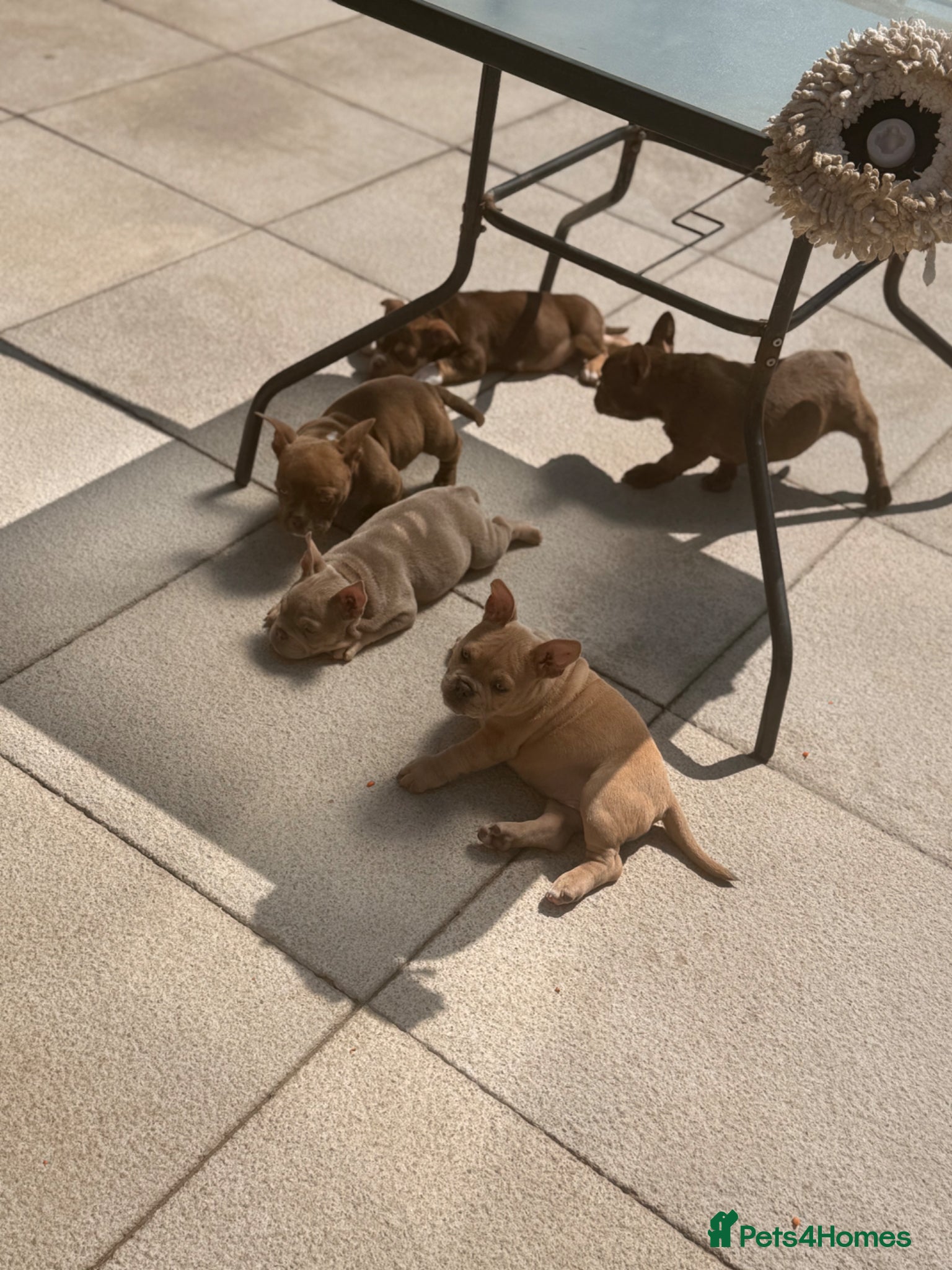 American Bully dogs Nano bullys micro bully’s  - Advert 2