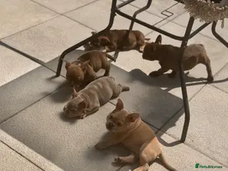 American Bully dogs Nano bullys micro bully’s - Advert 2