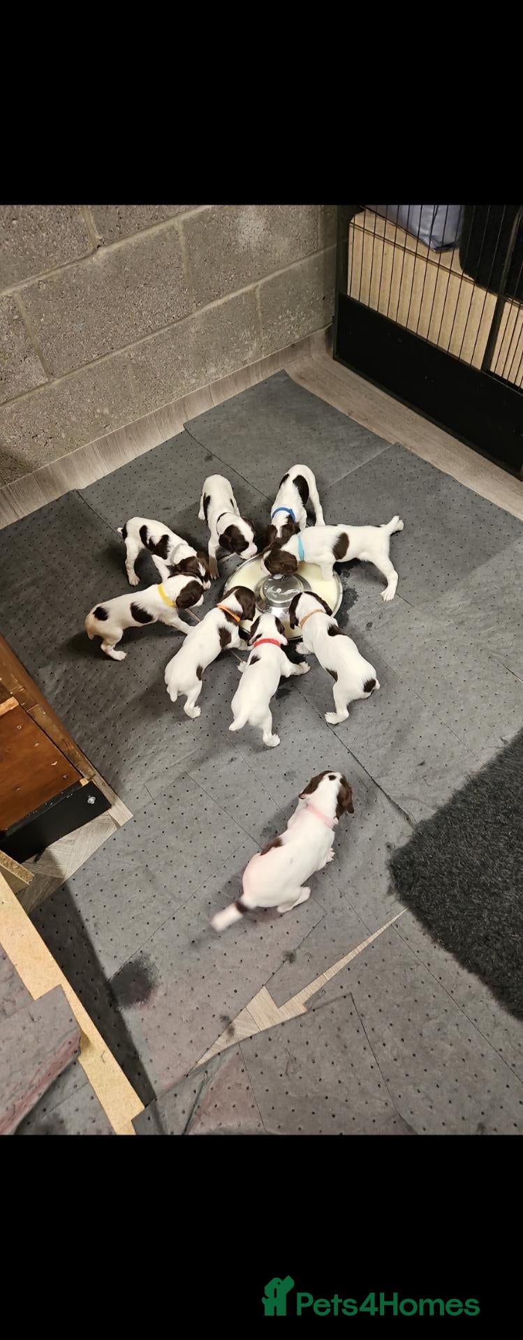 English Springer Spaniel dogs for sale:  KC REGISTERED ENGLISH SPRINGER SPANIEL PUPPIES  - Advert 1
