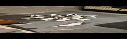 English Springer Spaniel dogs for sale:  KC REGISTERED ENGLISH SPRINGER SPANIEL PUPPIES  - Advert 1