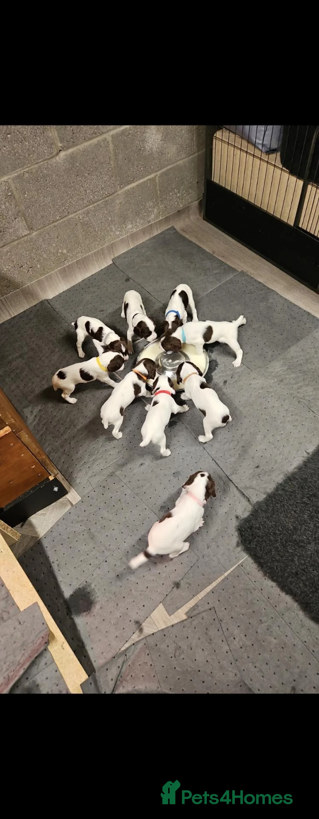 English Springer Spaniel dogs for sale:  KC REGISTERED ENGLISH SPRINGER SPANIEL PUPPIES  - Advert 1